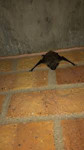 What Type Of Bat Is This North Colorado Region Bat Conservation International Woodland Park Zoo Bat
