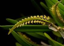 Image result for Bulbophyllum scaberulum