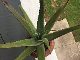 The aloe vera plant is one of the most popular houseplants. Aloe Vera Plant Turning Brown And Crispy At The Tips