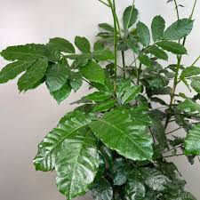 Image result for Trichilia