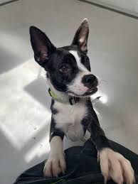 This guide was written to provide you with a single place to find information about adoption in oregon. Pctru0olbqrapm