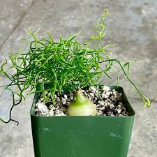 Image result for Bowiea volubilis