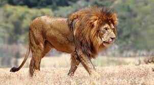 Your African Safari A Safari Research Planning Guide African Lion Lion Species Big Cats