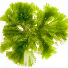 Food grade kelp powder (f.c.c. Fss Algae Extract G Pf
