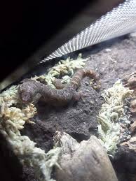 Mourning Gecko Chilling In Planted Vivarium Lizard Gecko Vivarium
