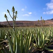 Image result for Aloe carnea