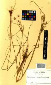 Image result for Cyperus tenuiculmis