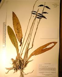 Image result for Oeceoclades saundersiana