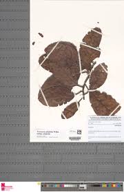 Image result for Tetracera alnifolia