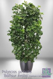 Jan 27, 2021 · japanese aralia is a popular houseplant native to the southern japanese islands, korea, and taiwan, where it grows in subtropical conditions. Aralia Balfour Natura Enhancing The Built Environment Indoor Office Plants Outdoor Landscapes Green Wall Systems Holiday Decor Commercial Disinfection