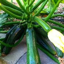 How to prevent blossom end rot in zucchini. Growing Zucchini Containers Controlling Blossom End Rot And Powdery Mildew Calikim Garden Home