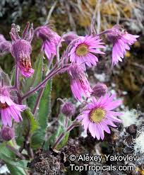 Image result for Senecio sp.no.1