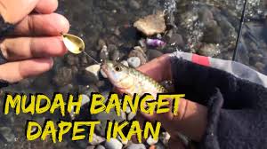Banyaknya jenis umpan yang bisa kita gunakan. Umpan Ampuh Mancing Ikan Hampala Youtube