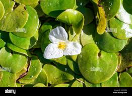Image result for Hydrocharitaceae