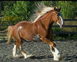 Image result for clydesdale horses