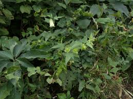 Image result for Hibiscus vitifolius