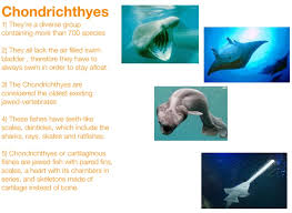 Chondrichthyes are jawed vertebrates with paired fins, paired nares, scales, and a heart with its chambers in series. Sharks Screen 2 On Flowvella Presentation Software For Mac Ipad And Iphone