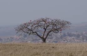 Image result for Erythrina afra