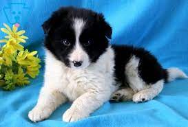 Ranger Border Collie Puppy For Sale Keystone Puppies Collie Puppies For Sale Puppies Cute Animals