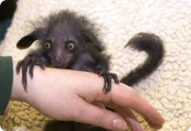 ай ай ай ай ай ай ай ай ай These Funny Pets Ai Ai Or Rukonozhka Weird Animals Animals Cute Animals