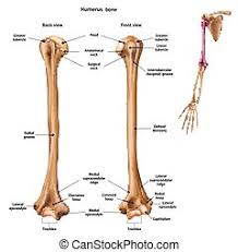 The upper arm bone that extends from the shoulder to the elbow is called the humerus. Human Arm Bone Humerus Humerus Upper Arm Bone Detailed Medical Illustration From Front And Behind Isolated On White Canstock