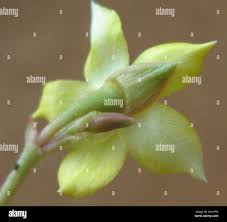 Image result for Talinum crispatulum