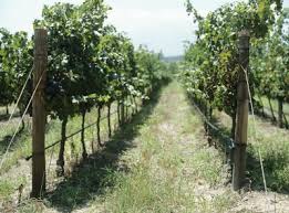 Fence repairs have a wide range of potential costs, however, ranging from $50 to as much as $1,443. Building A Wire Fence For Grapevines