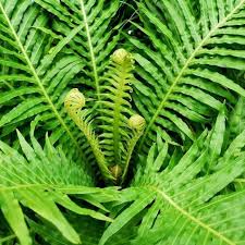 Image result for Blechnum punctulatum