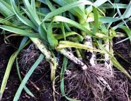 Lots of nitrogen and consistent soil moisture. How To Grow Leeks