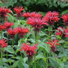 How To Grow Bee Balm How To Garden Advice