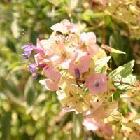 Image result for Karomia tettensis