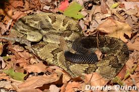 Maybe you would like to learn more about one of these? Timber Rattlesnake