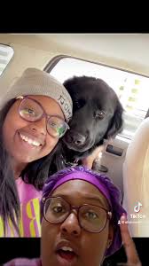 Update: Pepper has been reunited with her owner! 🥰, Update: Owner has  contacted me! He is going to my vet tomorrow with proof of ownership  paperwork to bring his babygirl home! Thank you for all the ...