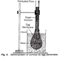 Osmosis egg lab answer key. Experiments On Osmosis With Diagram