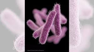 Image result for Shigella