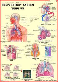 respiratory system human physiology