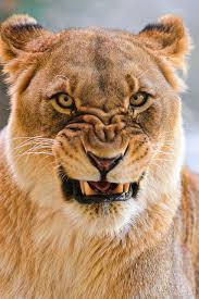 Pin On Animals