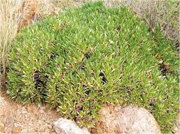 Image result for Aptosimum elongatum