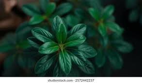 Image result for Tabernanthe