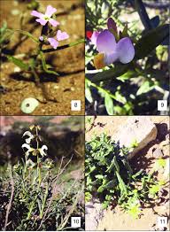 Image result for Polygala arenaria