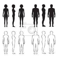 We hope you learned something new. Human Body Anatomy Front Vector Man Woman Silhouette Fototapete Fototapeten Schaufensterpuppe Anteil Schulter Myloview De