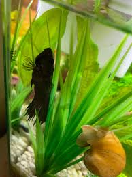 Pin On Betta Fish