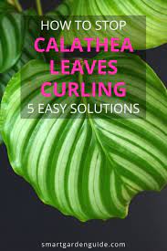 How To Stop Your Calathea Leaves Curling Calathea Care Can Be Tricky If You Don T Provide Just The Calathea Plant Calathea House Plant Care