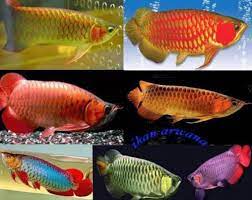 Panduan Merawat Ikan Arwana