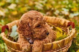 These little cute mini goldendoodle puppies are more intelligent and are considered as best pets. Details Of Goldendoodle Puppies Indiana Rescue Guide Pets News And Review