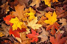 Fall Fest Weekend