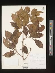 Image result for Celtis mildbraedii