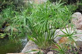 Image result for Cyperus clavinux