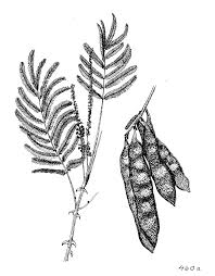 Image result for Acacia polyacantha