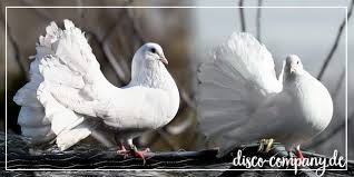Weisse Hochzeitstauben Sind Romantik Pur Hochzeitstauben Taube Weisse Taube